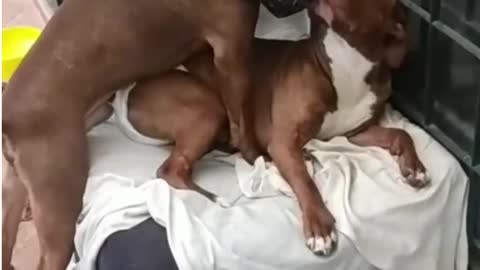 Dog 🐕🐕 mating video 😂 😂