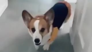 Useful Trick to Teach Your Corgi