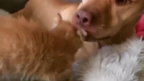 Dog Fan Of Cat Gets To Chase Them To His Heart's Content #viral