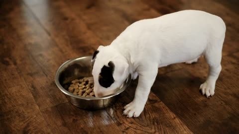 Little puppies eating