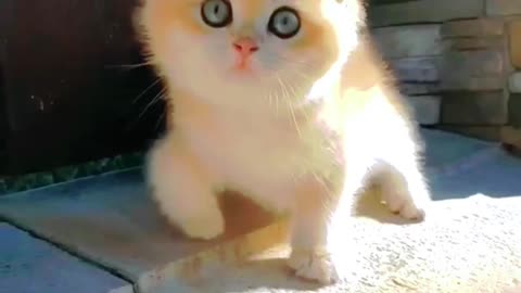 cute cat videos 🐈🥰 funny cats videos meow meow 😘🐈#cat #catsvideo @funnyanima