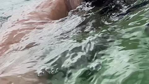 Curtindo uma tarde na praia de Quatro Ilhas, Bombinhas - SC | Som Ambiente