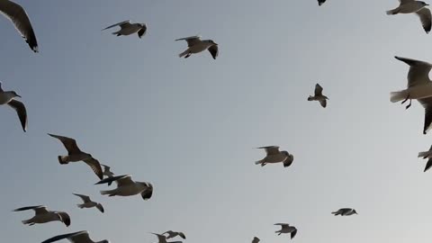 Animal world # seagulls # flocks birds # mass migration #