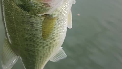 Largemouth bass