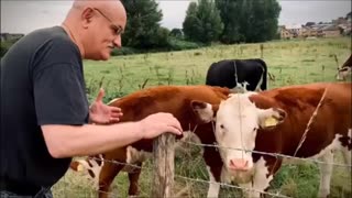 EVEN GENTLE COWS ARE SPIES