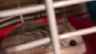 Hamster Alvin “Rambo”🐹