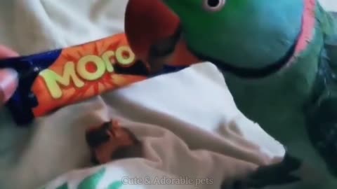 funny smart green parrots talking