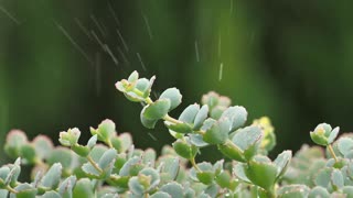 Raindrop on Plant Beautiful Nature Videos for everyone