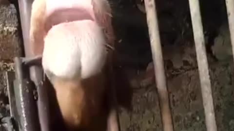 Intelligent Cow #shorts #shortvideo #video #virals #videoviral