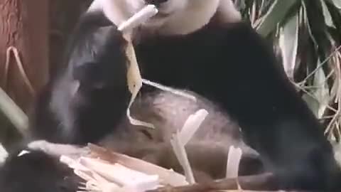 The way a panda smacks its mouth is cute