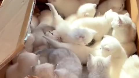 cute kittens