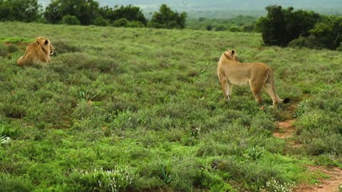 Lioness Protecting Male Lion