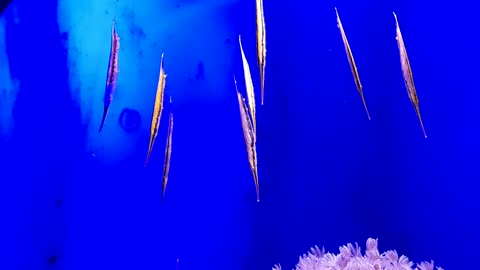 Weird Fish Swims Upside Down in Mallorca