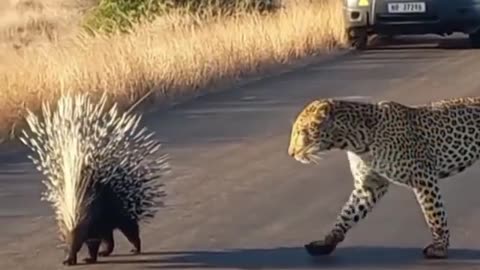 A curious cheetah?