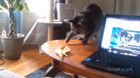 Startled Cats Compilation