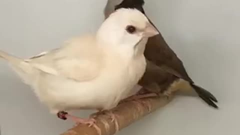 Beautiful bird 🦢 trending video