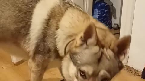 Wolf dog learns to use pet communication buttons