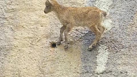 Mountain goat climbs cliffs to find mineral Salt!