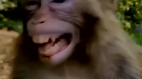 Funny monkey 🐒😂