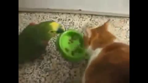 NEW Funny Animal cat And parot War For Food - FUNNY ANIMAL . HQ