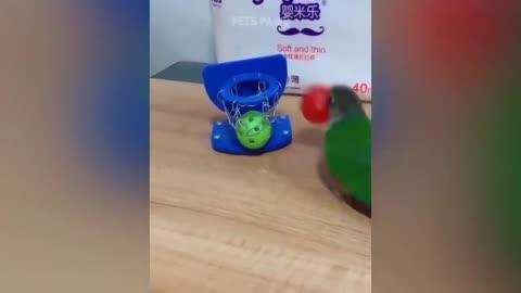 Smart And Funny Parrot Talking Videos Compilation
