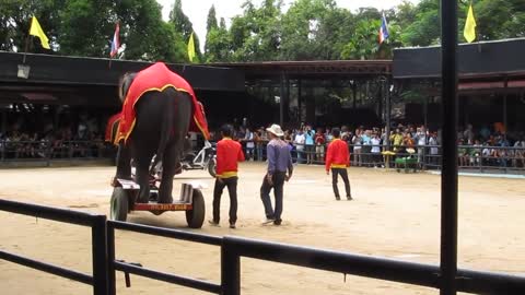 IOI 2011 - The Elephant Show - Riding the Bicycle