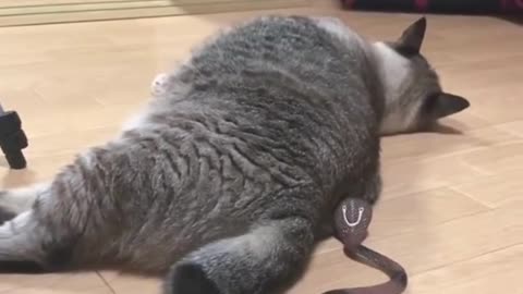 Cat Surprised By Snake