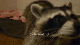 Kherson Racoon Enjoying Company With Russian Soldier