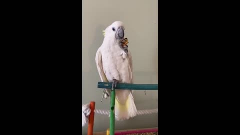 Parrot Being Dramatic & Weird For 14 Minutes - Funny and Cute Bird Compilation