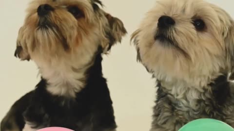 Adorable Puppy's Playtime