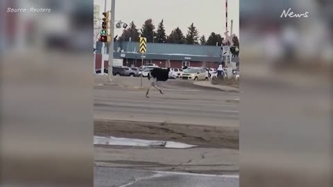 Canada police chase loose ostrich through the streets