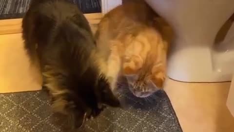 Mama Cat Takes Back Crying Kitten From Toddler