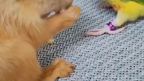 Funny animals videos