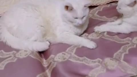 A cat lying on the bed