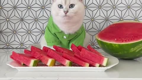 It’s no fresh slab of tuna. But watermelon ain’t half bad - So Cute Pets