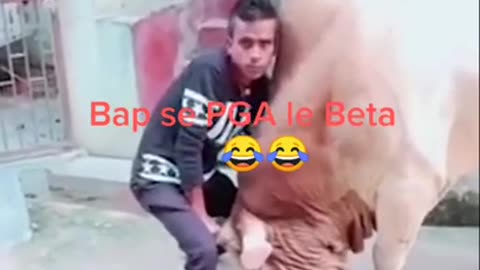 Bull fighting like Bahubali 🤣😂
