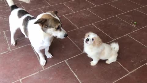 Abandoned puppy wants to be loved