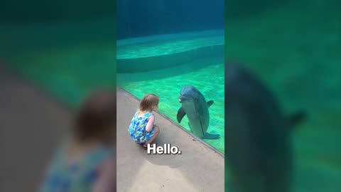 Dolphin chats with little girl: ‘He’s talking to you!’