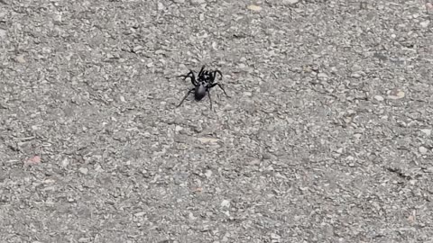 Black wallpaper spider on a cycle path small tarantula species / beautiful arachnid.