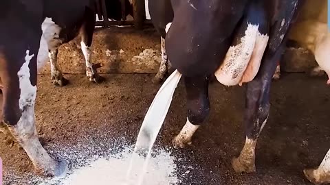 Oh! Cow Gets Treated To Drain Abscess