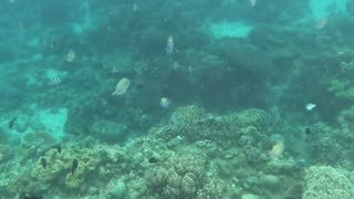 Snorkeling Adventures Philippines. So many beautiful tropical fish and growing coral everywhere. It is so nice to see a reef healing and growing!