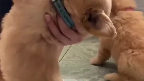 Puppy Feeding From a Bottle -- Adorable