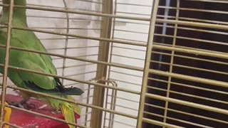 Talking parrot