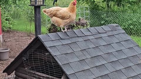 OMC! A closer look at my Orpington on a rooftop! #chickens #rooftoop #shorts #orpington #hens