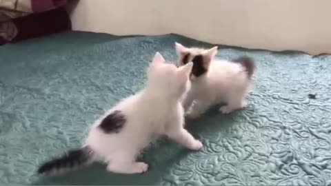 Part 4 cats fight