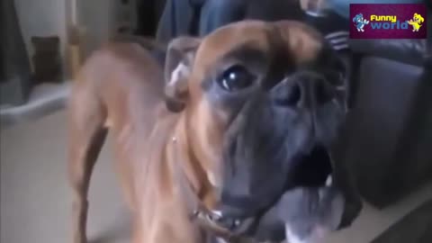 "Hilarious Dogs Requesting and Talking to Their Owners - Funny Video Compilation"