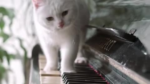 Cat playing the piano