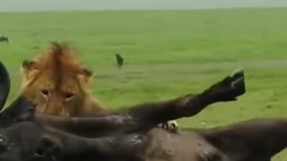 Big male lion attack on MaleBuffalo#shorts #lion