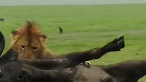 Big male lion attack on MaleBuffalo#shorts #lion