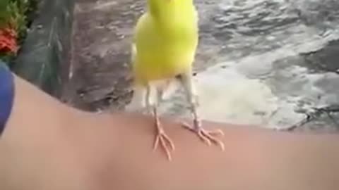 Craziest bird sound you´ll ever hear!